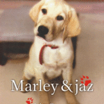 Naslovnica: Marley & jaz