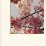 Naslovnica: Podpisi na gladini : haiku in zen