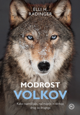 Naslovnica: Modrost volkov : kako razmišljajo, načrtujejo in skrbijo drug za drugega