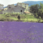 Naslovnica: Gašparinka