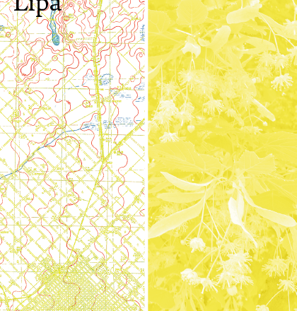 Lipa
