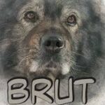 Naslovnica: Brut: vse in še več o kraškem ovčarju