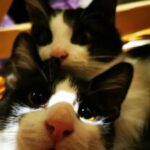 avatar Katka