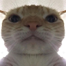 Profile picture of Timofey P