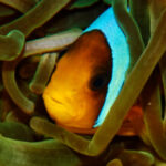 Profile picture of AS