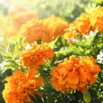 Profile picture of Eva Pok